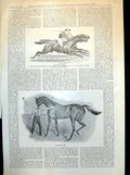 Antique Old Print Prince'S Leger Persimmon Britannia Winning Queen'S Cup 1898