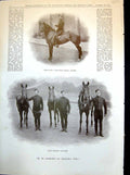 Original Old Antique Print Riding Master Officers' Chargers Segeants' Mess 1898