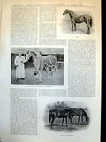 Old Antique Print Prince Wales Stud Farm Sandringham Persimmon Derby 1898 19th