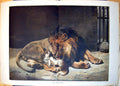 Antique Old Print A Friend Paul Meyerheim Male Lion With Spaniel Licking 1887