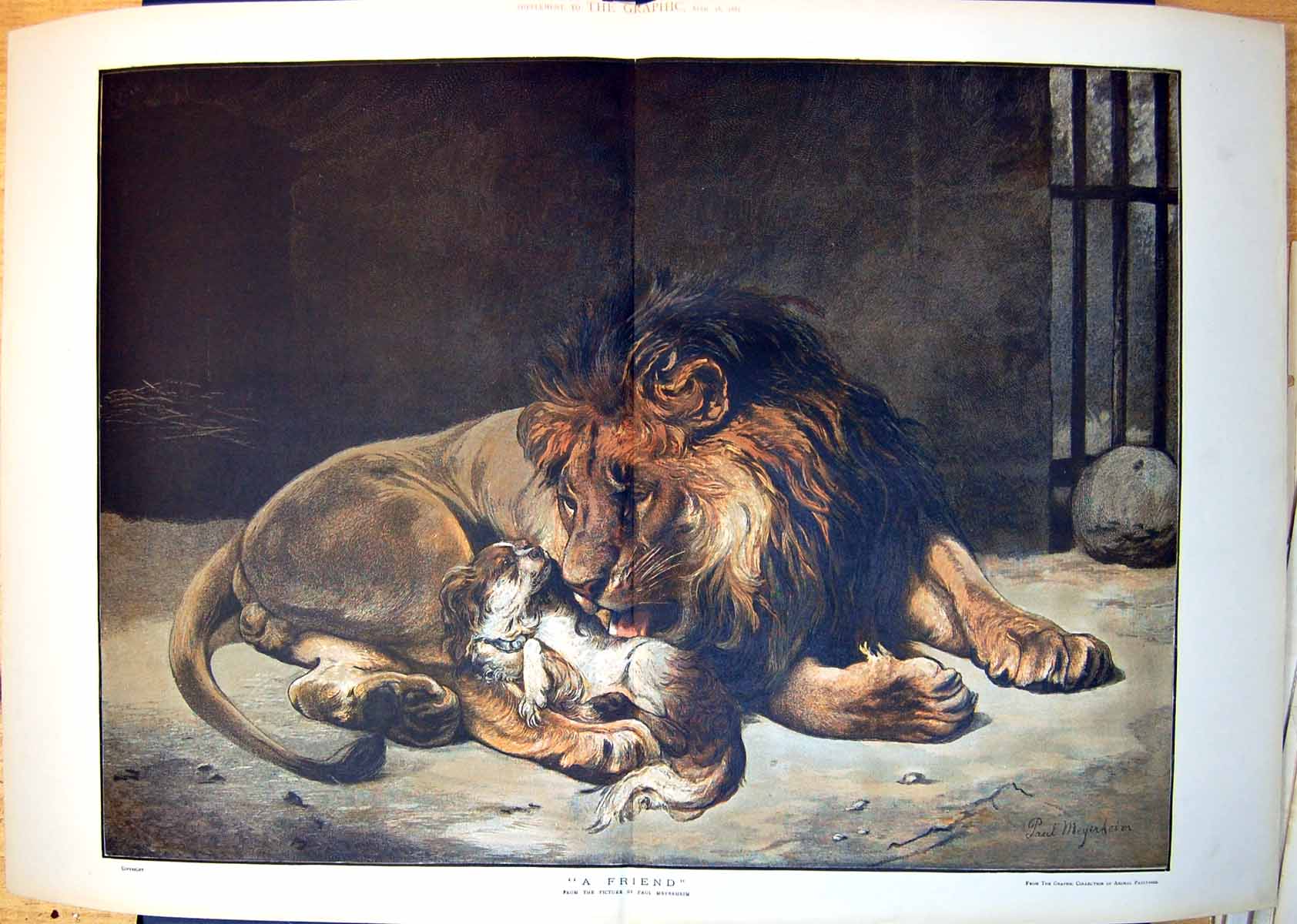 Antique Old Print A Friend Paul Meyerheim Male Lion With Spaniel Licking 1887
