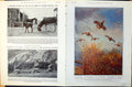 Old Print Partridge Flight Baby Donkey Leamington Grand Steeplechase 1928 20th