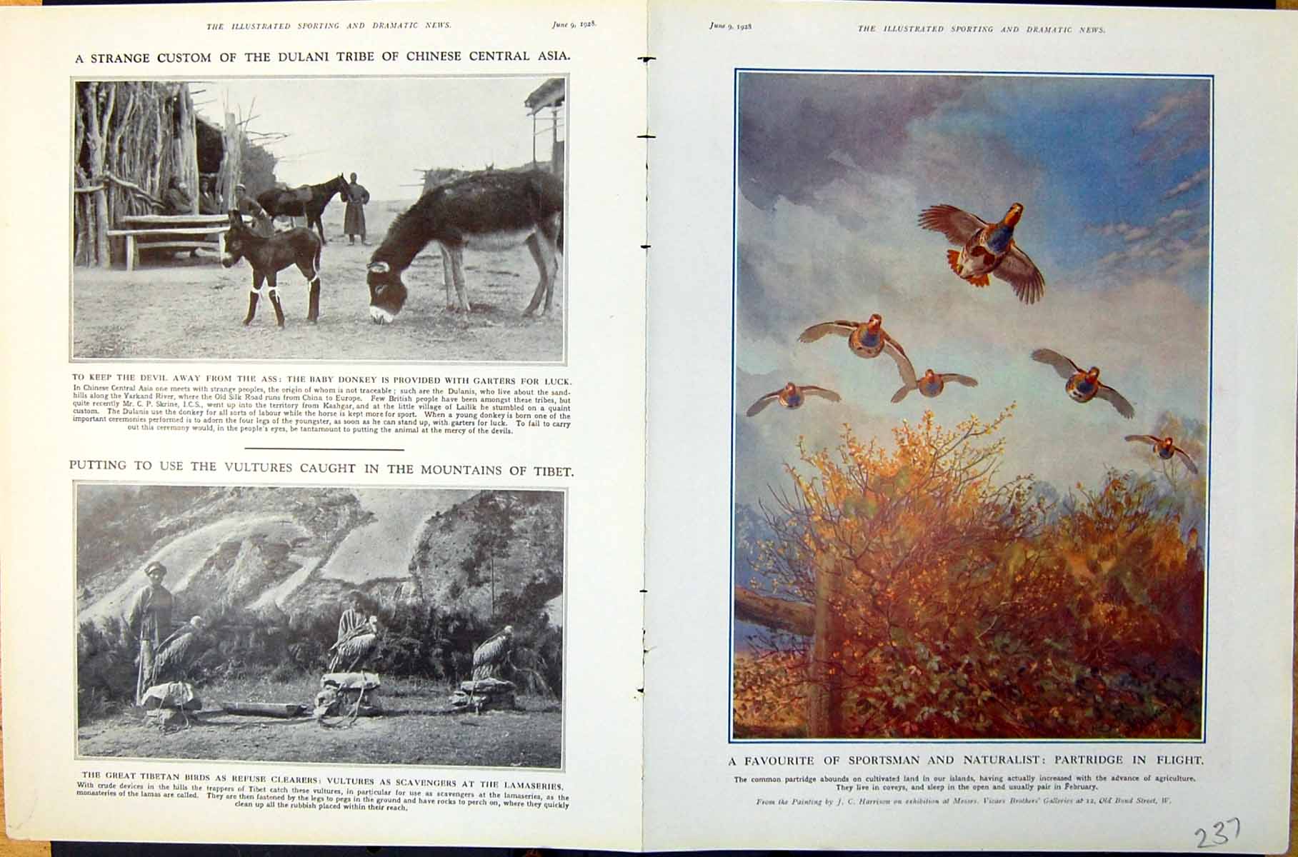 Old Print Partridge Flight Baby Donkey Leamington Grand Steeplechase 1928 20th