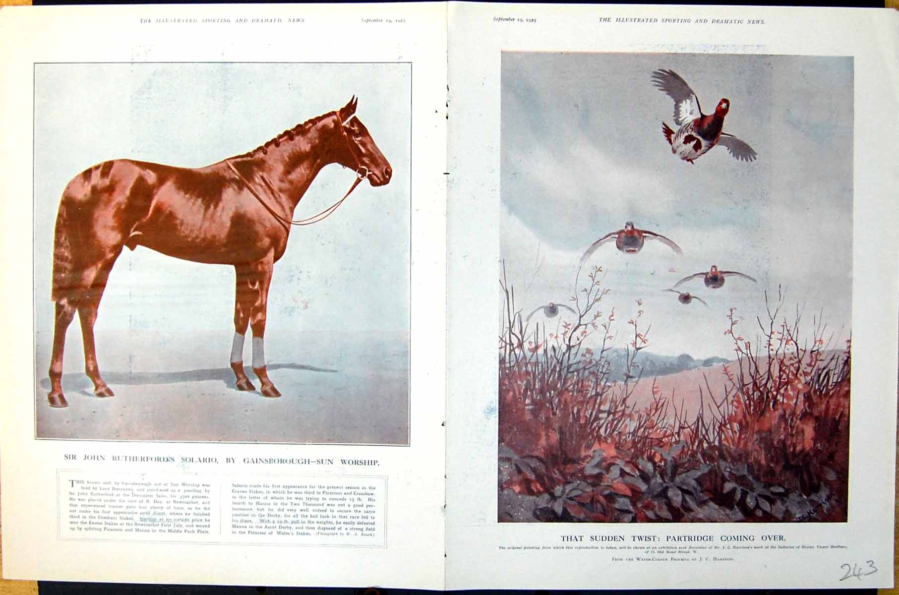 Antique Print Partridge Flight Solario Horse Weighing Room Hurst Park 1925 20th