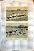 Old New South Wales Runaway Bullocks Native Stalking Emeu Emu 1883 103J 19th