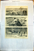 Old New South Wales Cattle Stampede Disabled Stockman Colts 1883 104J Victorian