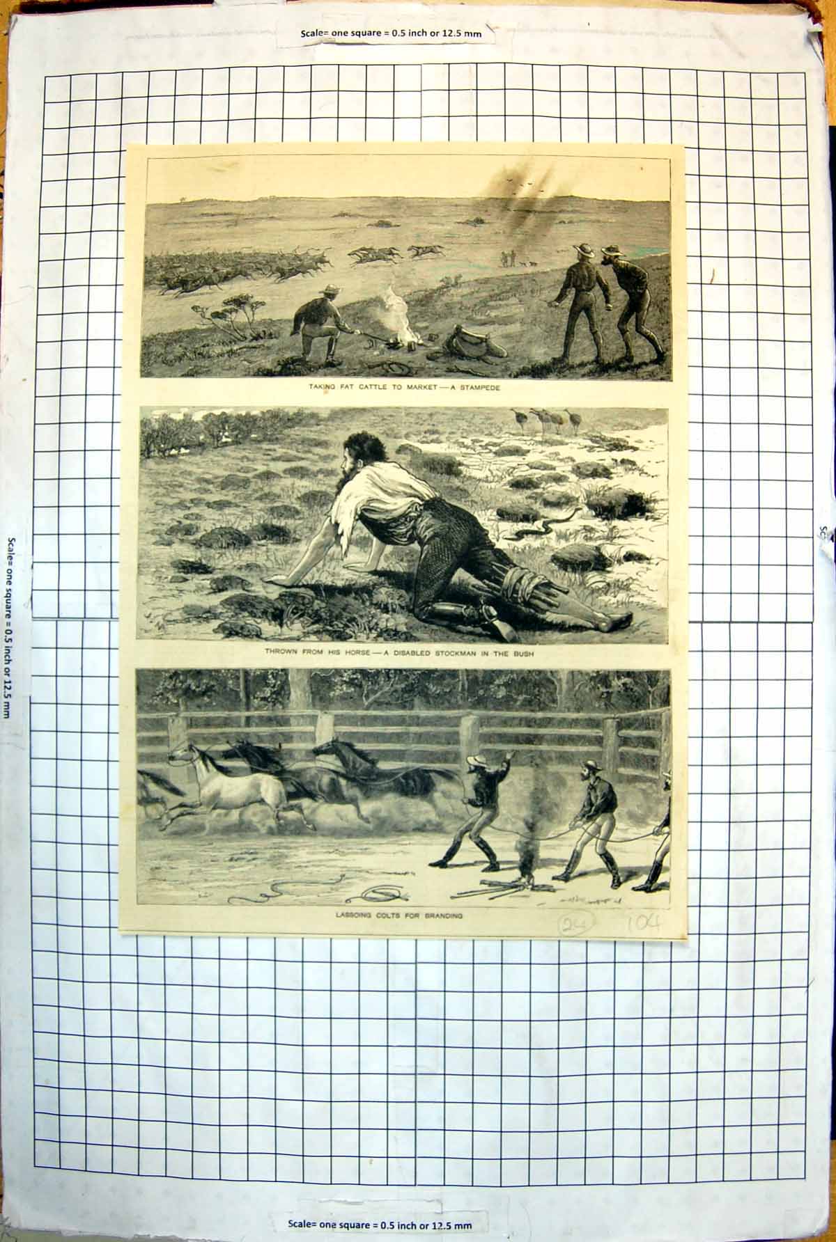 Old New South Wales Cattle Stampede Disabled Stockman Colts 1883 104J Victorian
