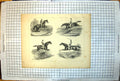 Old Horses Leaping Standing Leap Flying Buck Jump Water Leap Wall 210J