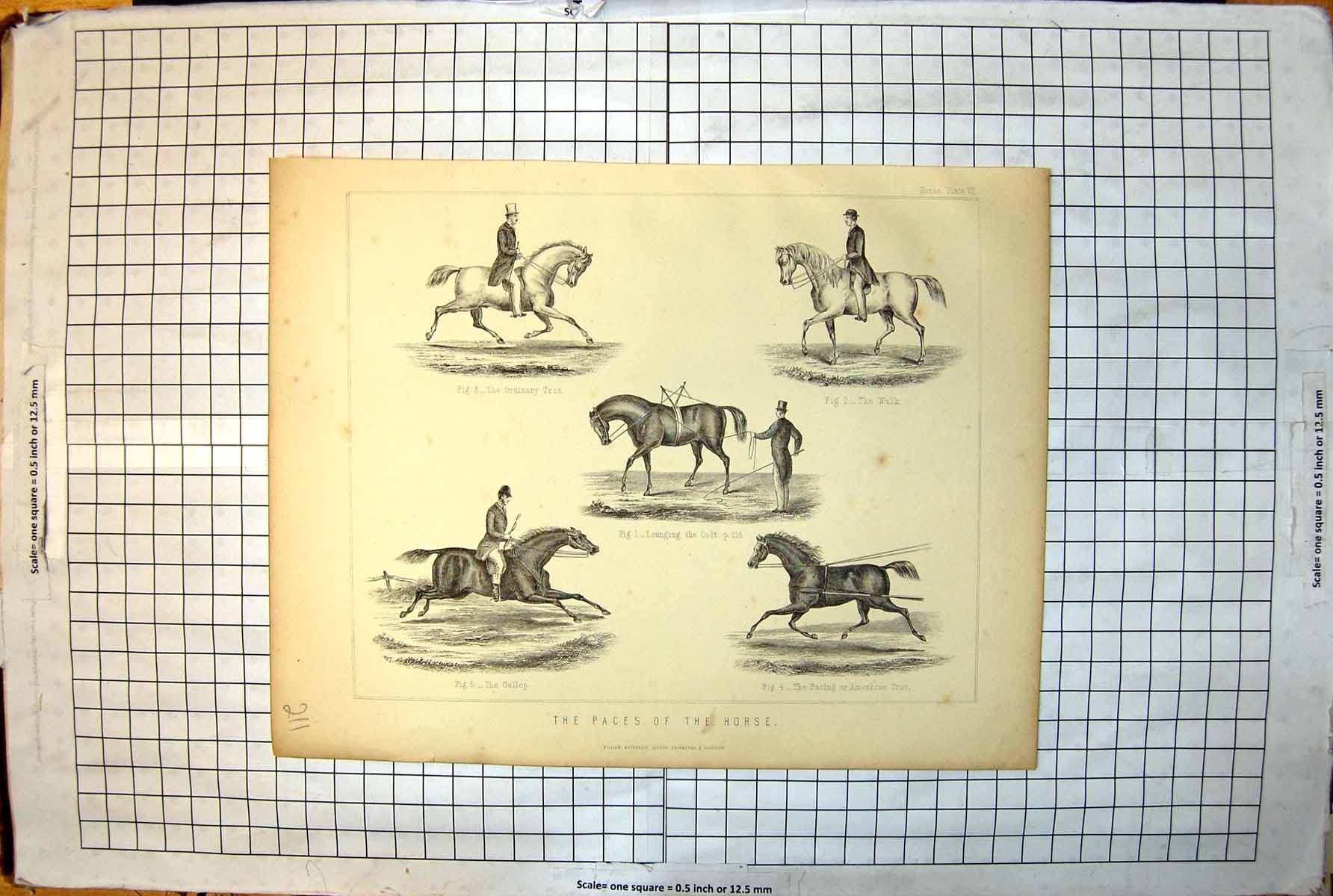 Old Print Paces Horse Trot Walk Lounging Colt Gallop Pacing American 211J
