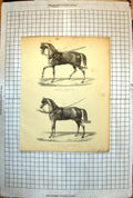 Antique Print Single Harness Pair Horse Harness Leatherwork Bits Reins 213J