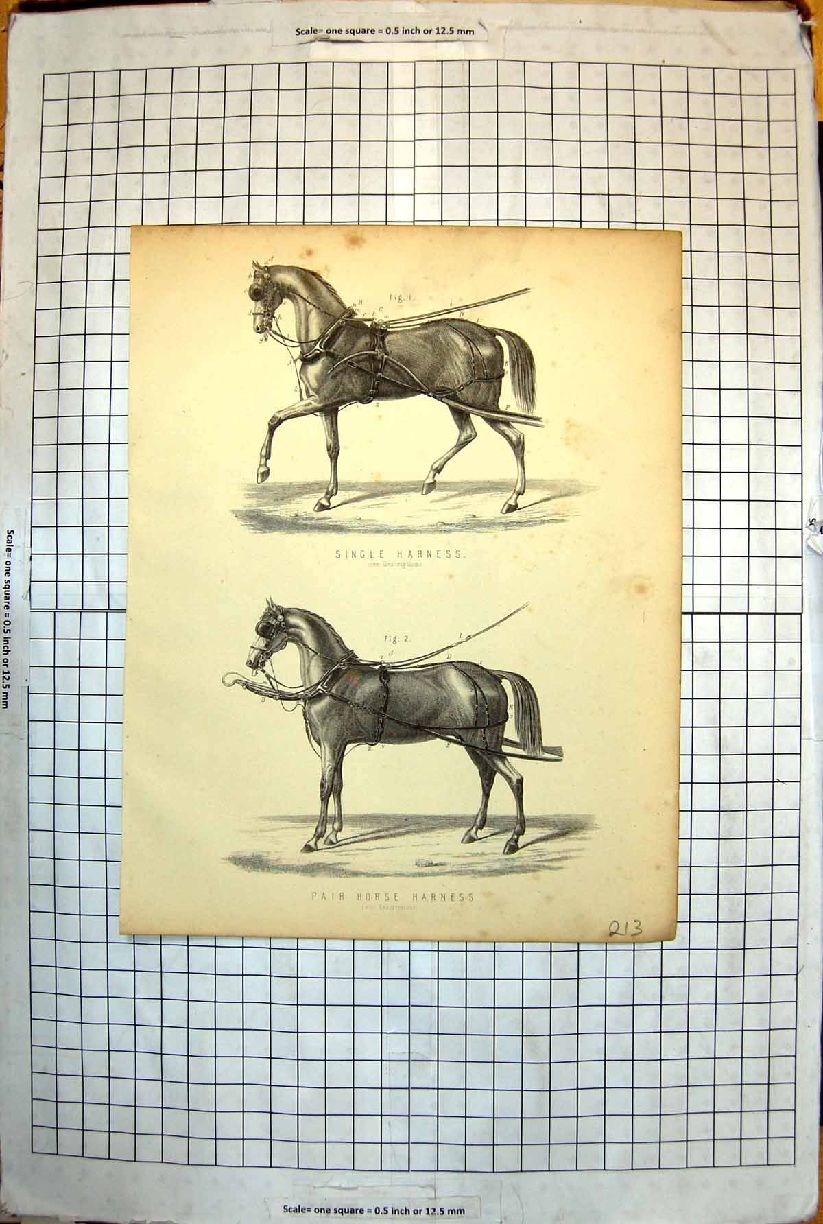 Antique Print Single Harness Pair Horse Harness Leatherwork Bits Reins 213J