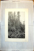 Old Gully Blue Mountains New South Wales Australia Giant Trees 1886 264J 19th