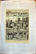 Old Shipping Ostriches Cape Town To Australia Loading Feeding 1883 270J 19th