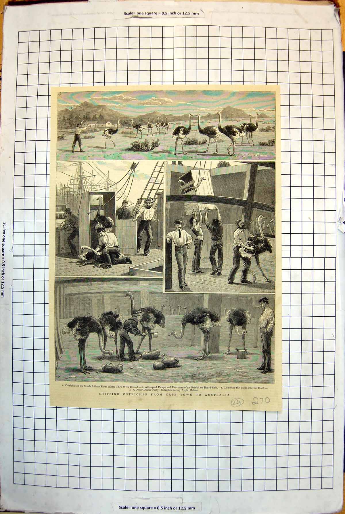 Old Shipping Ostriches Cape Town To Australia Loading Feeding 1883 270J 19th