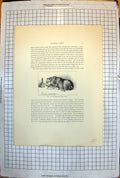 Old Print The Dustman'S Dog From Landseer Work 1816 Bell Resting Tail 271J 19th