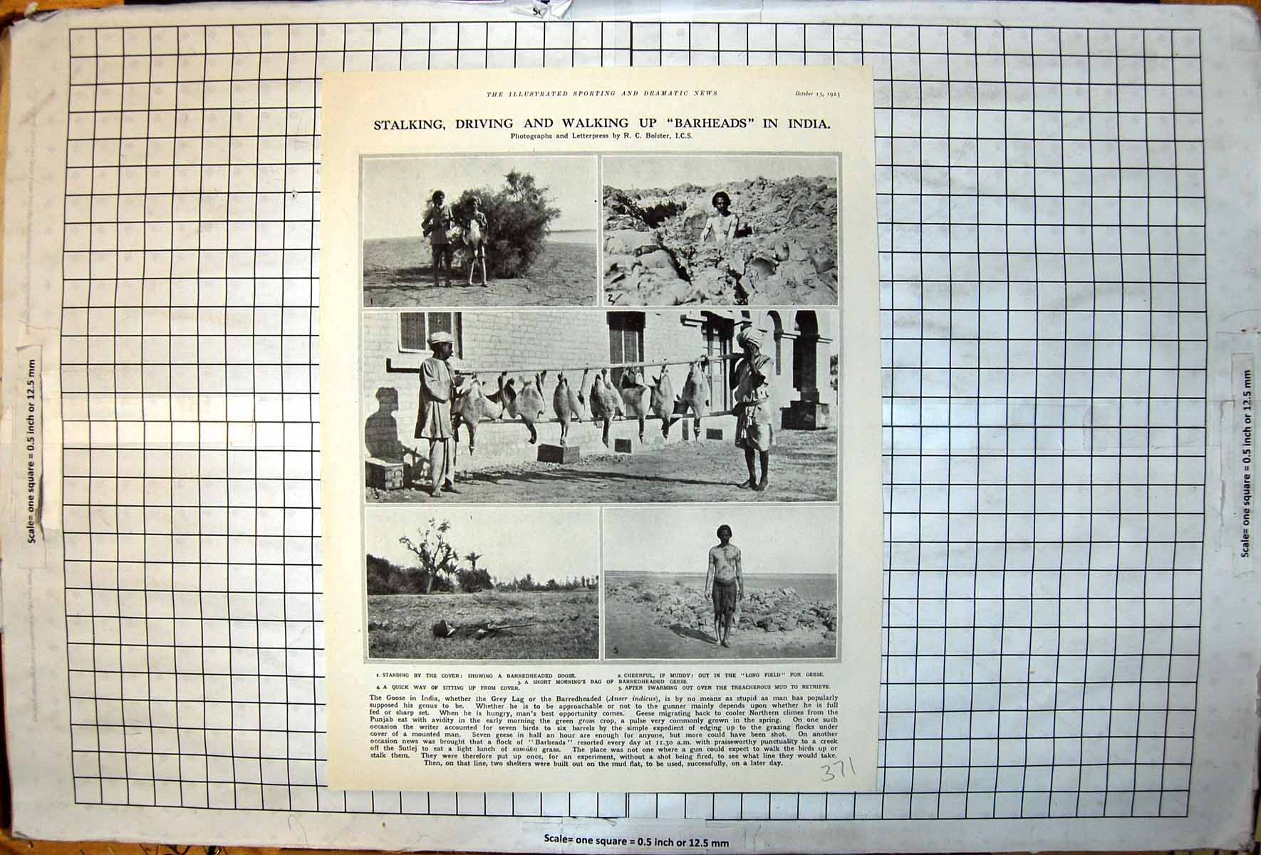 Old Print Stalking Driving Walking Barheads India Barredheaded Geese 1923 20th