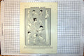Old Print Middlesex Mann Fred May Marquis Milford Haven Lucia White 1921 20th