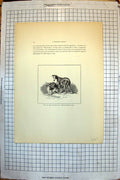 Antique Print Eos Cairnach Dandie Dinmont 1841 Fishermans Dog Hastings 1840