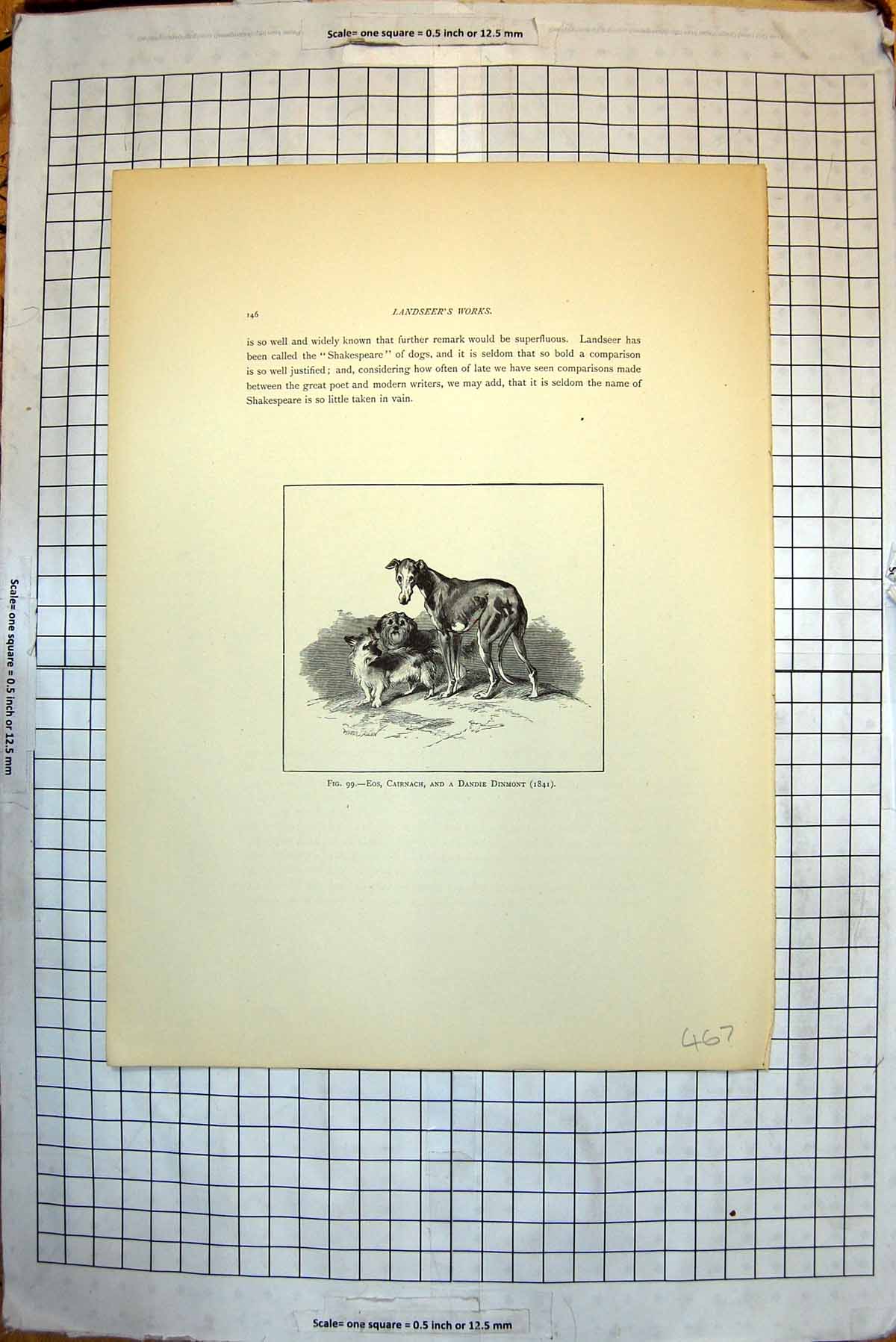 Antique Print Eos Cairnach Dandie Dinmont 1841 Fishermans Dog Hastings 1840