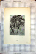 Original Old Antique Print Study Oak Trees Hooded Falcon