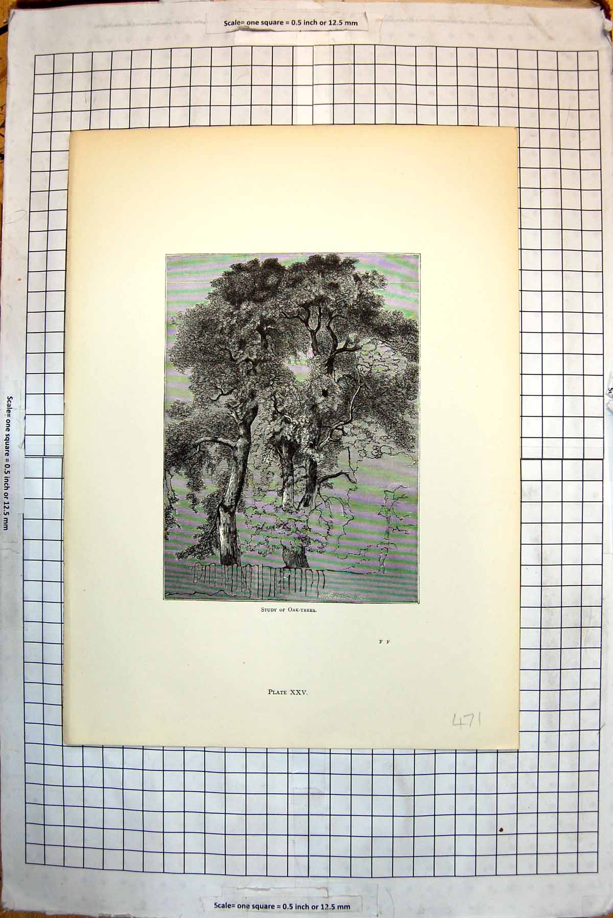 Original Old Antique Print Study Oak Trees Hooded Falcon