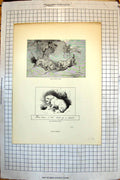 Old Print Dogs At Bay 1828 On Watch English Terrier 1830 Bob Terrier 1825 19th