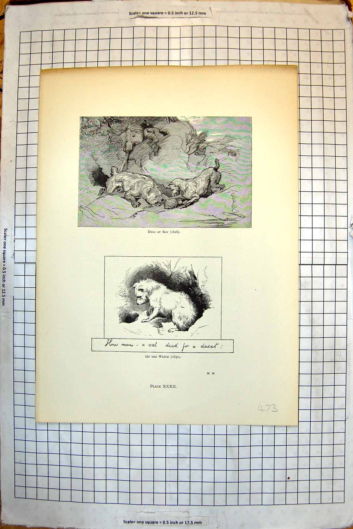 Old Print Dogs At Bay 1828 On Watch English Terrier 1830 Bob Terrier 1825 19th