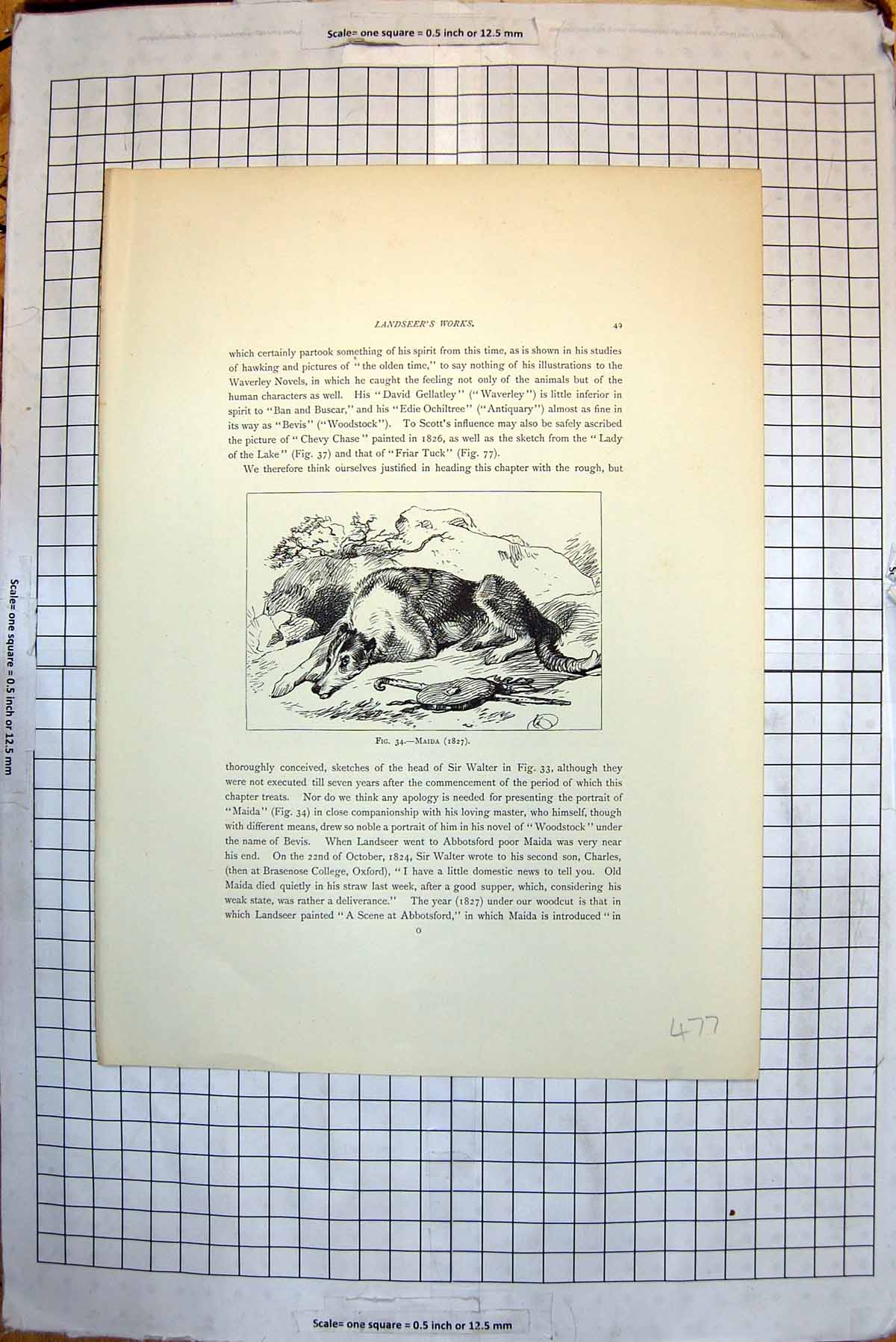 Original Old Antique Print Maida Dog Guarding Stick 1827 Dead Stag 1824 19th