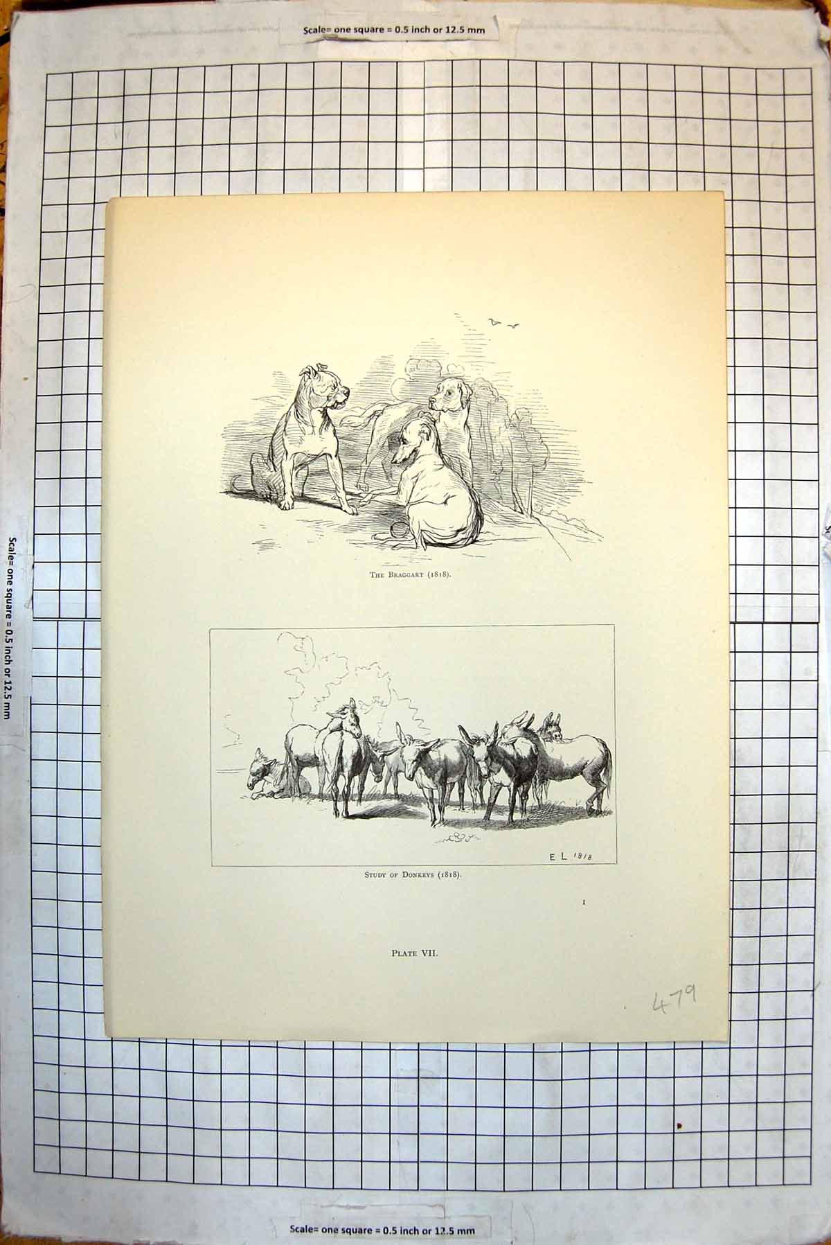 Old Antique Print Braggart Dogs 1818 Study Donkeys 1818 Donkeys 1810-11 19th