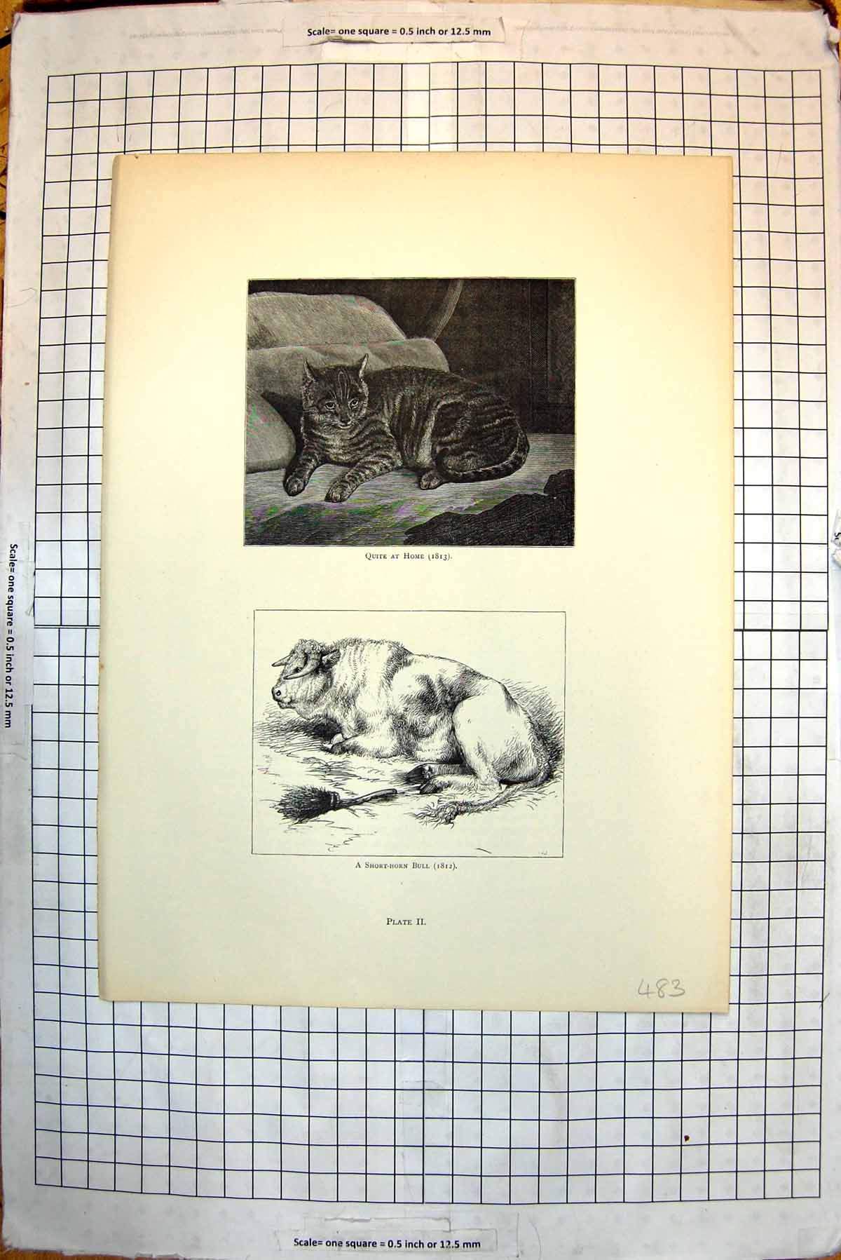 Antique Old Print Quite At Home Cat 1813 Short-Horn Bull 1812 Tournament 1812