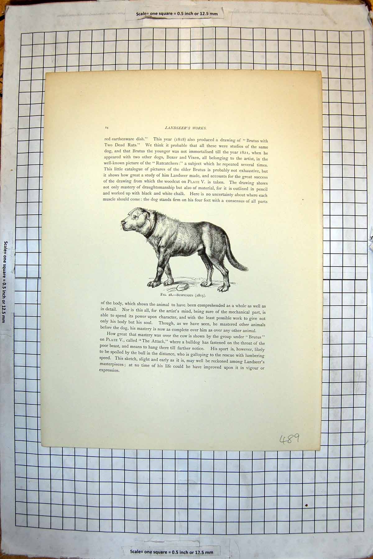 Old Suspicious Dog 1815 Brutus Dog 1815 Attack 1815 Dog Attacking Cow 19th