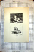 Original Old Antique Print Vixen 1821 Vixen 1824 Alpine Mastiffs 1820 19th