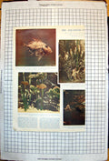 Old Aquarium Angel Fish Pike Gar-Fish N America Rainbows John-Dory 19 20th