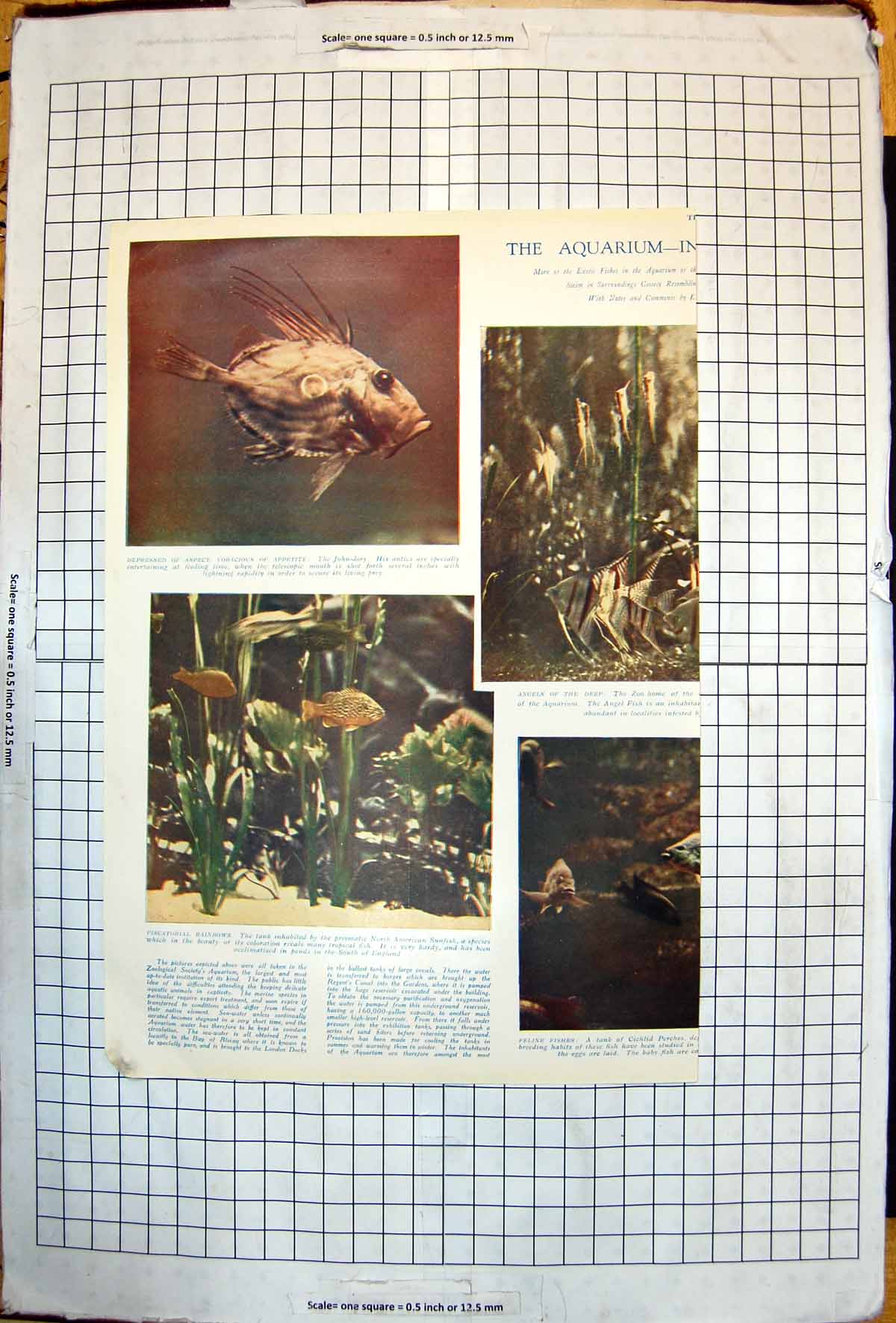 Old Aquarium Angel Fish Pike Gar-Fish N America Rainbows John-Dory 19 20th