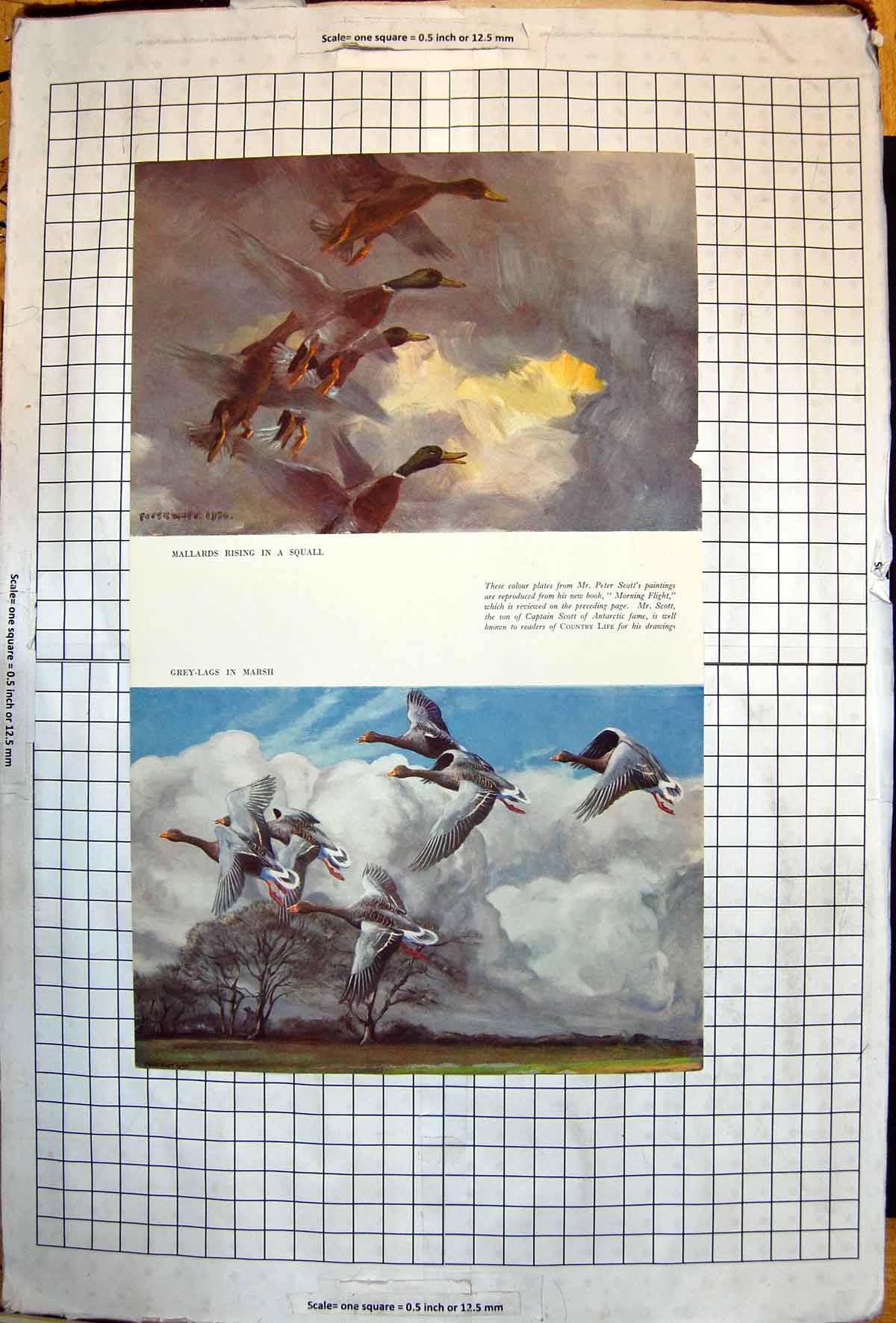 Original Old Vintage Print Mallards Rising In Squall Grey Lags In Marsh 1935