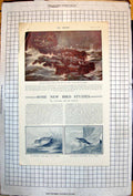 Antique Old Print Gulls Retreat Bird Life Firth Forth Jack-Snipe Goshawk 1922