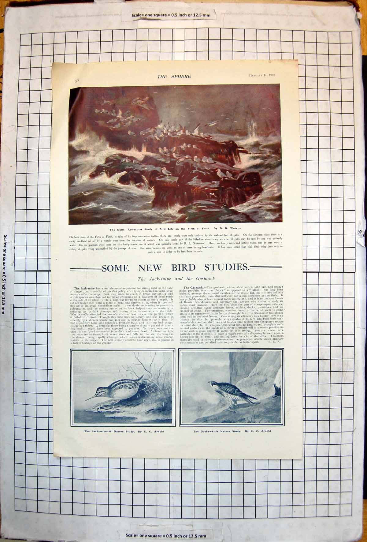 Antique Old Print Gulls Retreat Bird Life Firth Forth Jack-Snipe Goshawk 1922