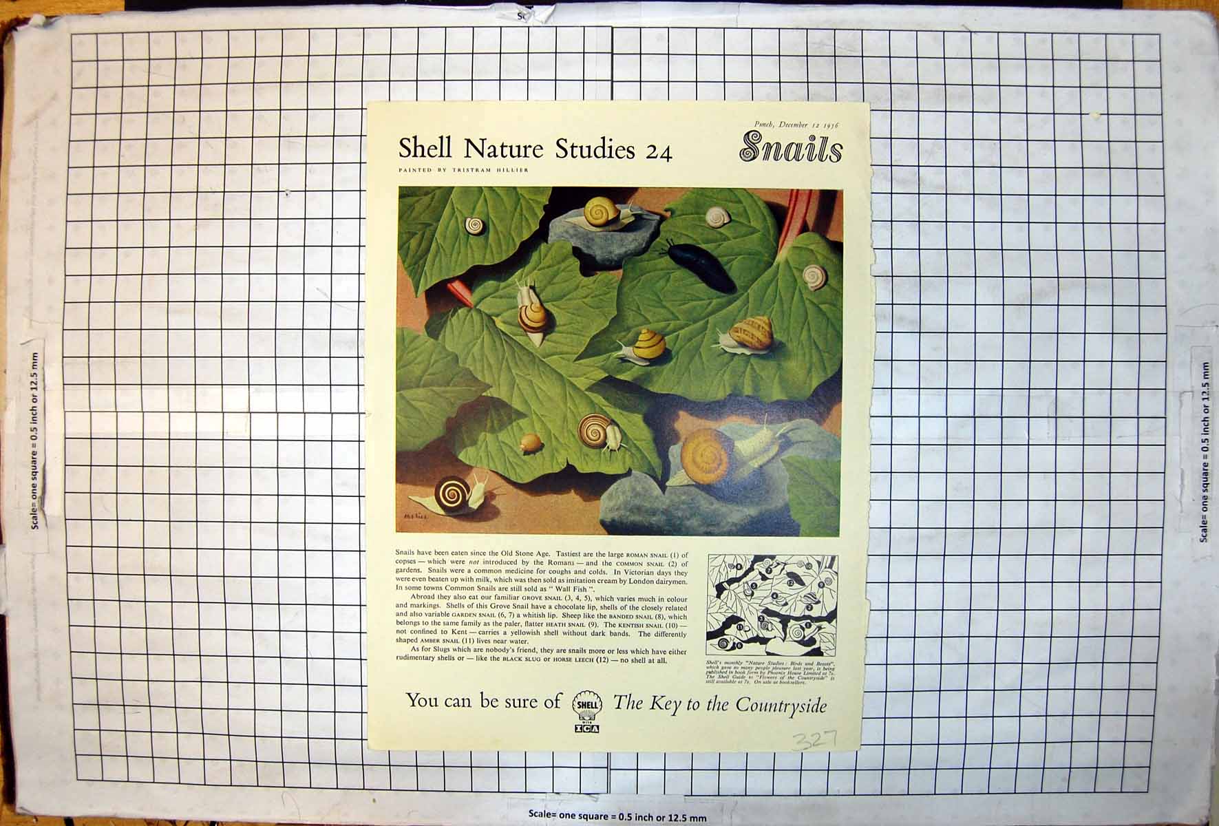 Old Shell Nature Studies T Hillier Snails Fisons Granular Fertilizer