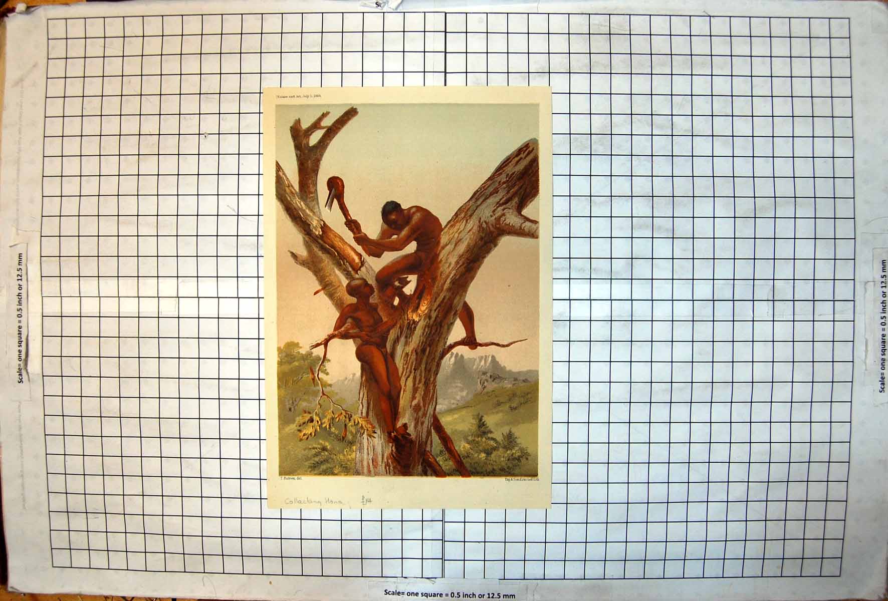 Old Print Natives Tree Collecting Honey Traditional Tool Wood Bowl Africa