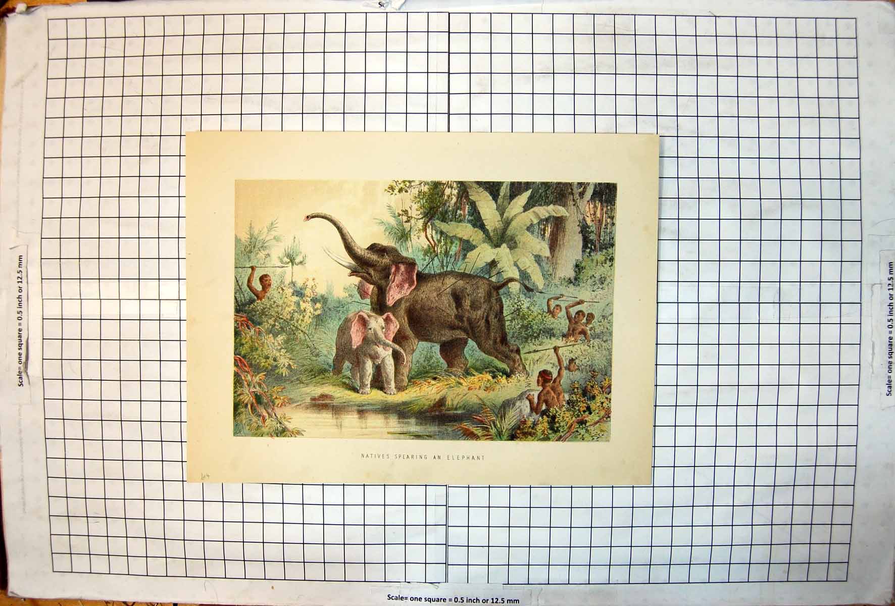 Antique Print African Natives Spearing An Elephant Adult Baby Colour Jungle