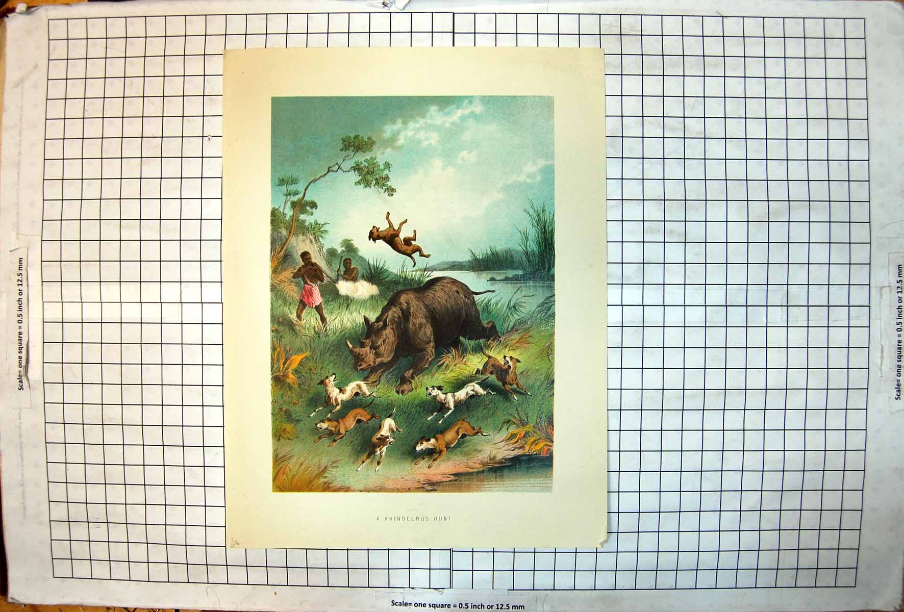 Antique Old Print African Rhinoceros Hunt Natives Guns Dogs Charging Pools