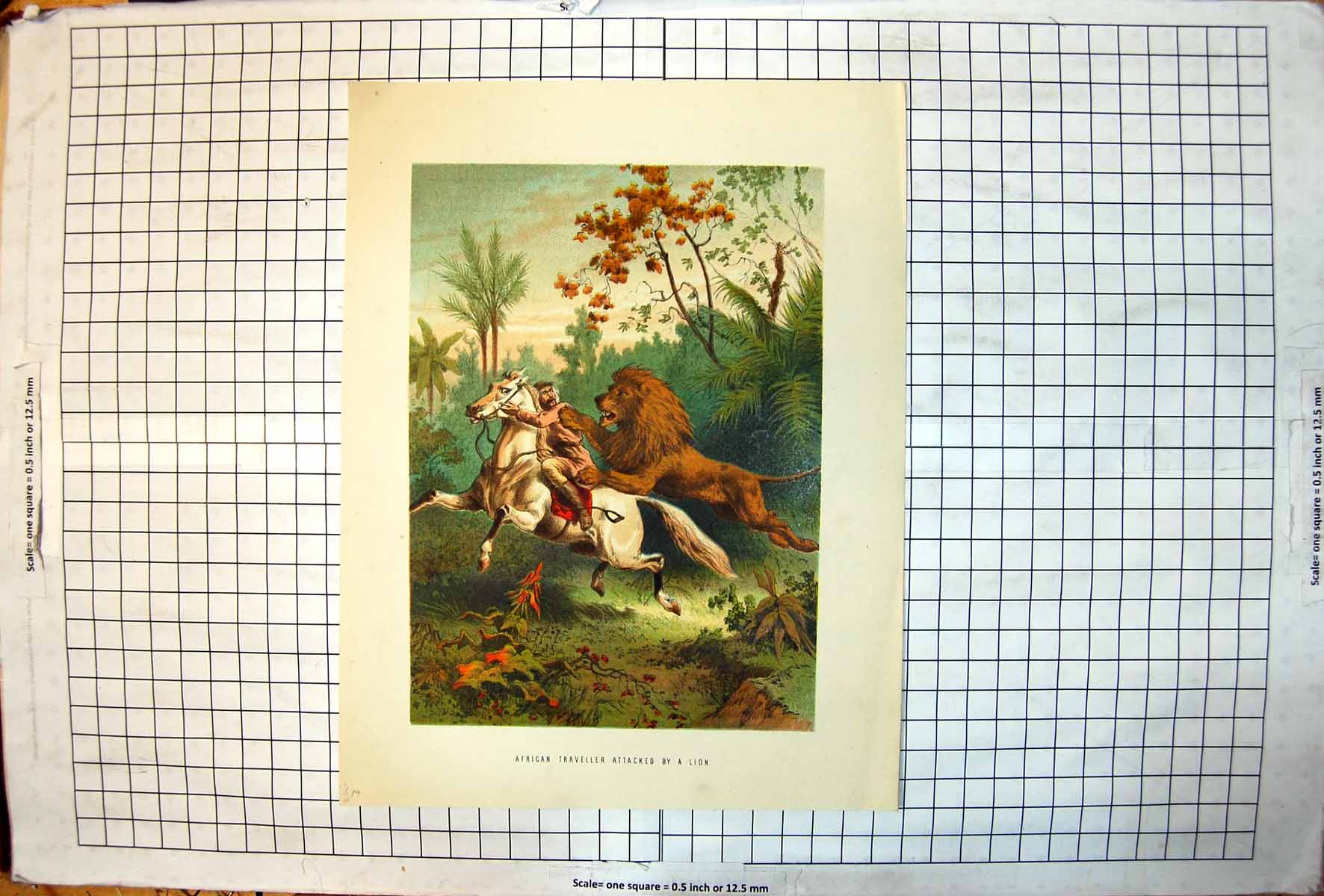 Antique Print African White Traveller Attacked Lion Horseback Jungle Colour