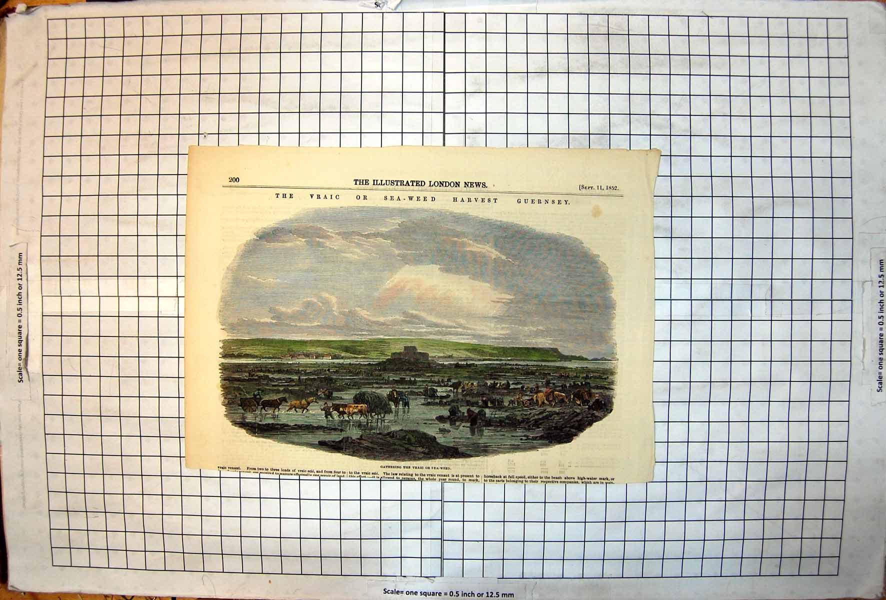 Antique Print Gathering The Vraic Or Sea-Weed Horses Carts Oxen Colour 1852