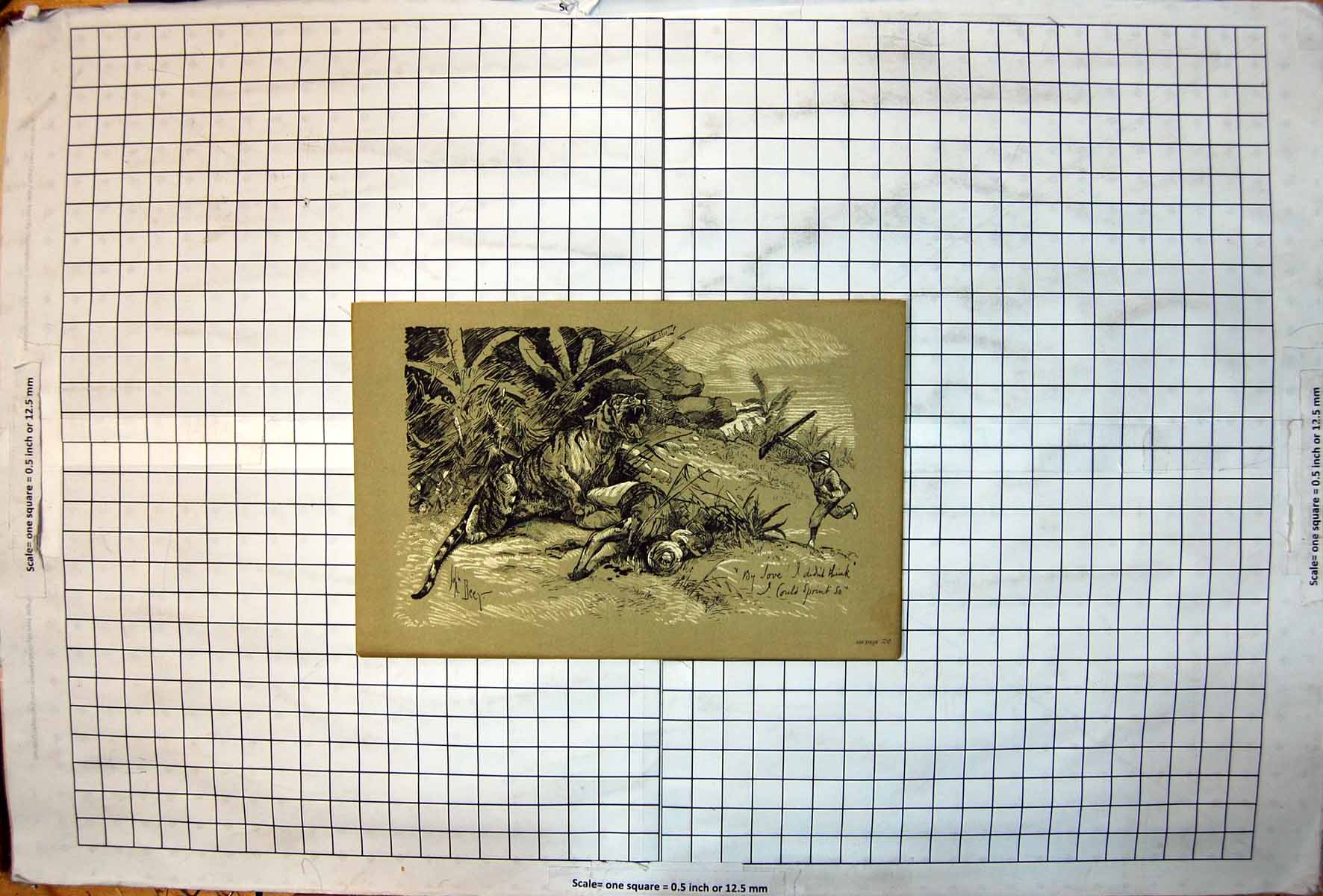 Antique Old Print John Beer Tiger Killed Native White Man Sing To Rescue 1897
