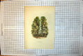 Antique Old Print Well Walk Ladies Dresses Men Top Hats Avenue Trees Colour