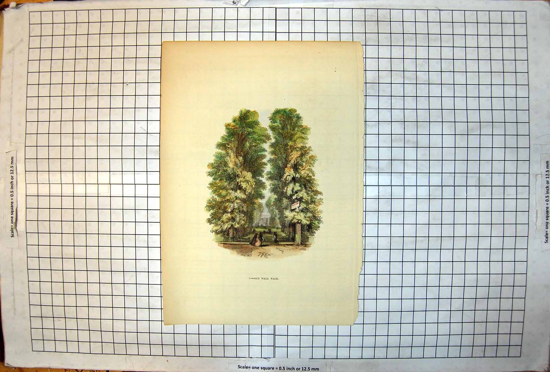 Antique Old Print Well Walk Ladies Dresses Men Top Hats Avenue Trees Colour