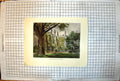 Old Exeter College The Garden Tall Ivey Covered Buildings Tree C1909 20th