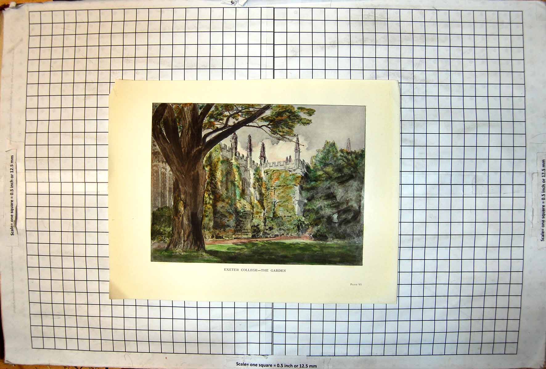 Old Exeter College The Garden Tall Ivey Covered Buildings Tree C1909 20th