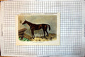 Old Print Tim Whiffler Winner Goodwood Cup Stable Scene Horse Colour 1862 19th