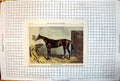 Antique Old Print Caractacus Winner Derby Stable Scene Hay Horse Colour 1862
